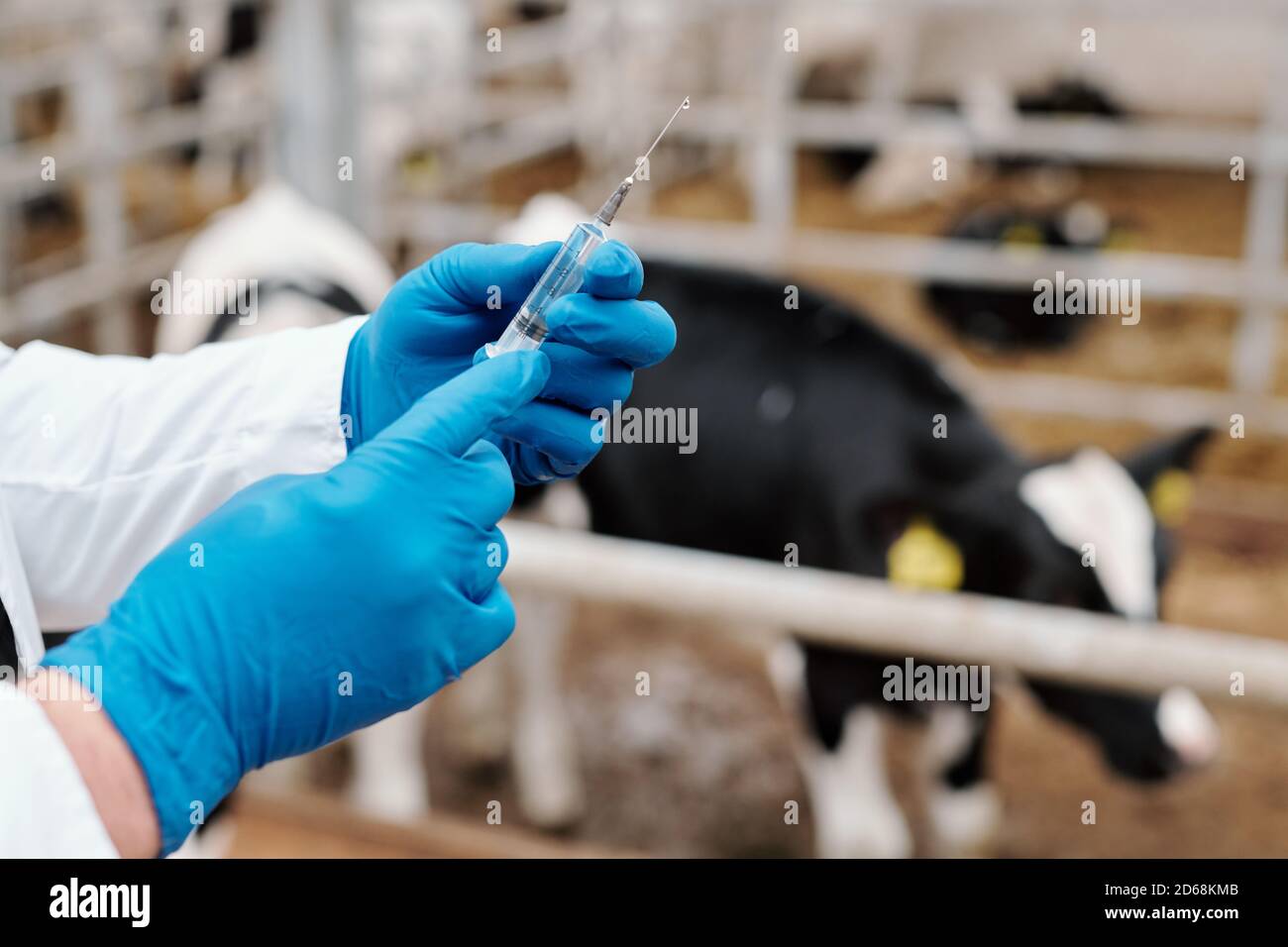Close-up of unrecognizable animal veterinarian in latex gloves preparing syringe for vaccination of cow at farm Stock Photo