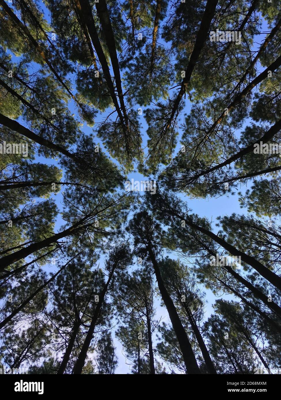 Low angle shot pine trees Stock Photo