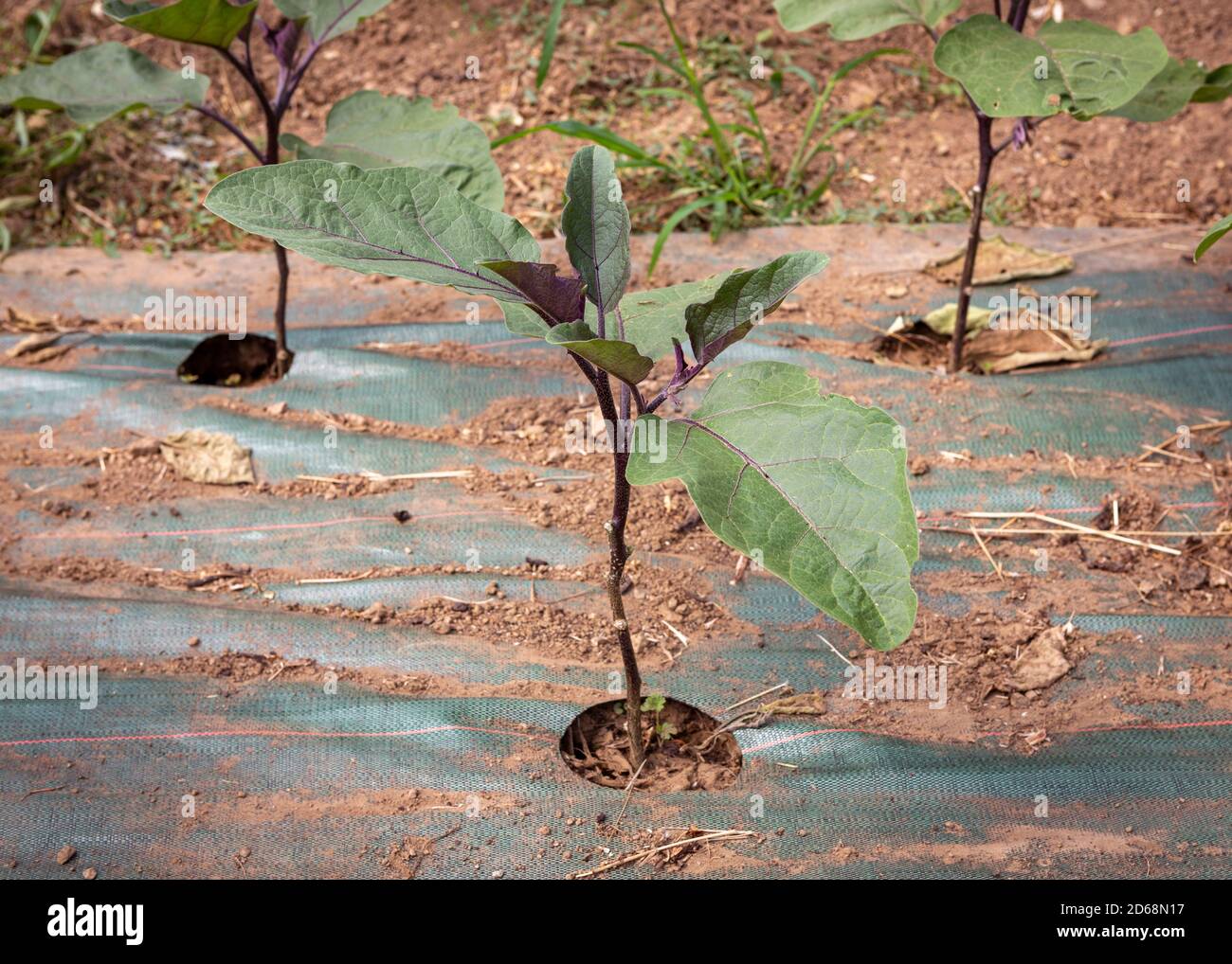 Young Eggplant (Solanum melongena) plant growing in rows indoors in mulch covered with a ground