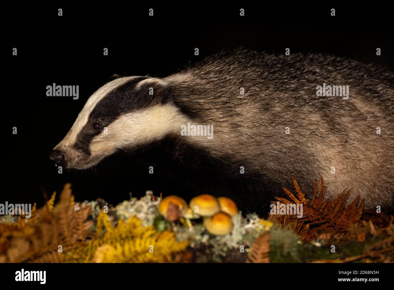 Badger (Scientific name: Meles Meles) Wild, native badger facing left in natural woodland habitat with ferns and toadstools.  Night-time. Landscape Stock Photo