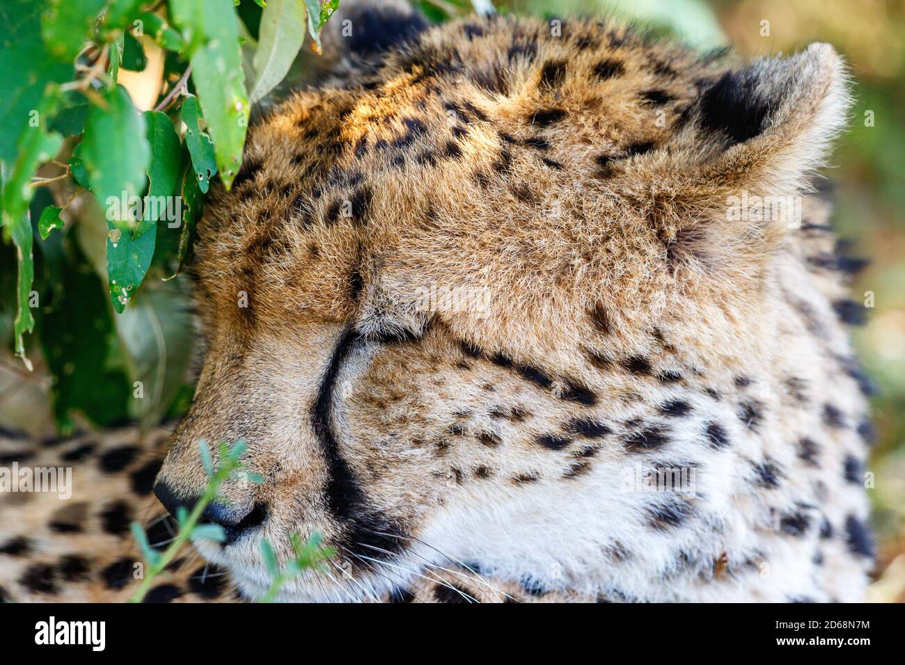 Sleeping Cheetah portrait in the shade Stock Photo