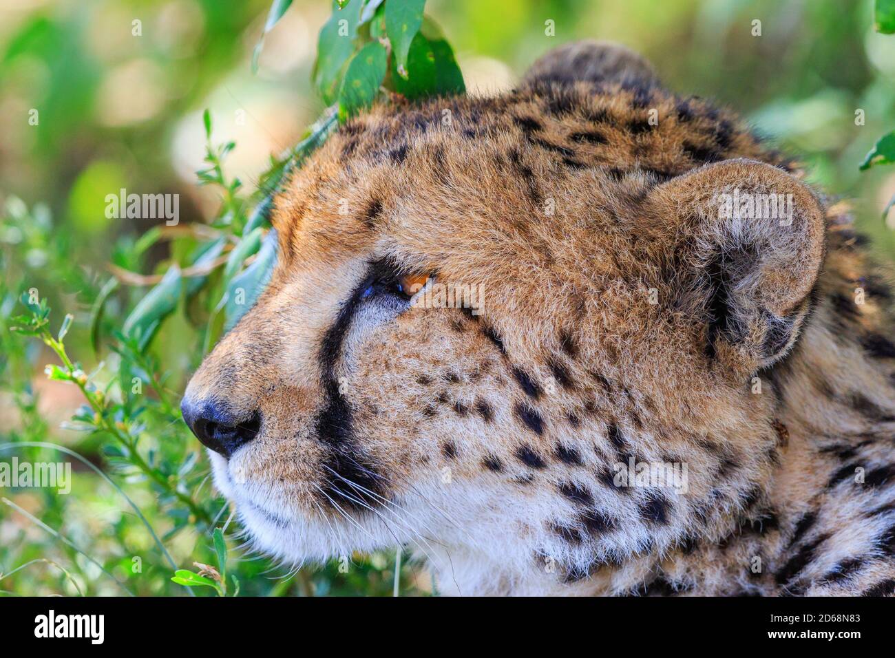 Beautiful Cheetah close up in the shadow looking at something Stock Photo