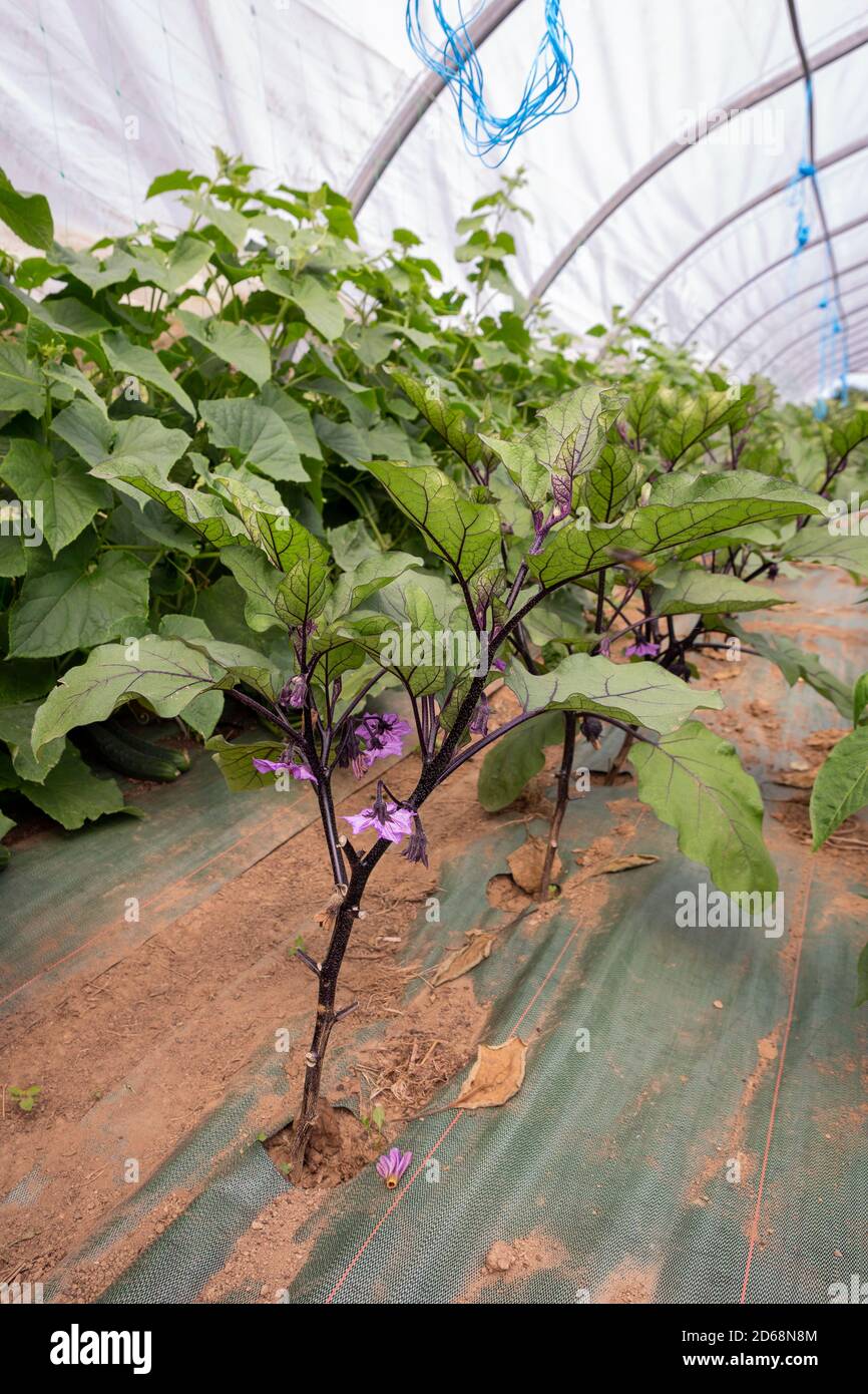 Young Eggplant (Solanum melongena) plant growing in rows indoors in a