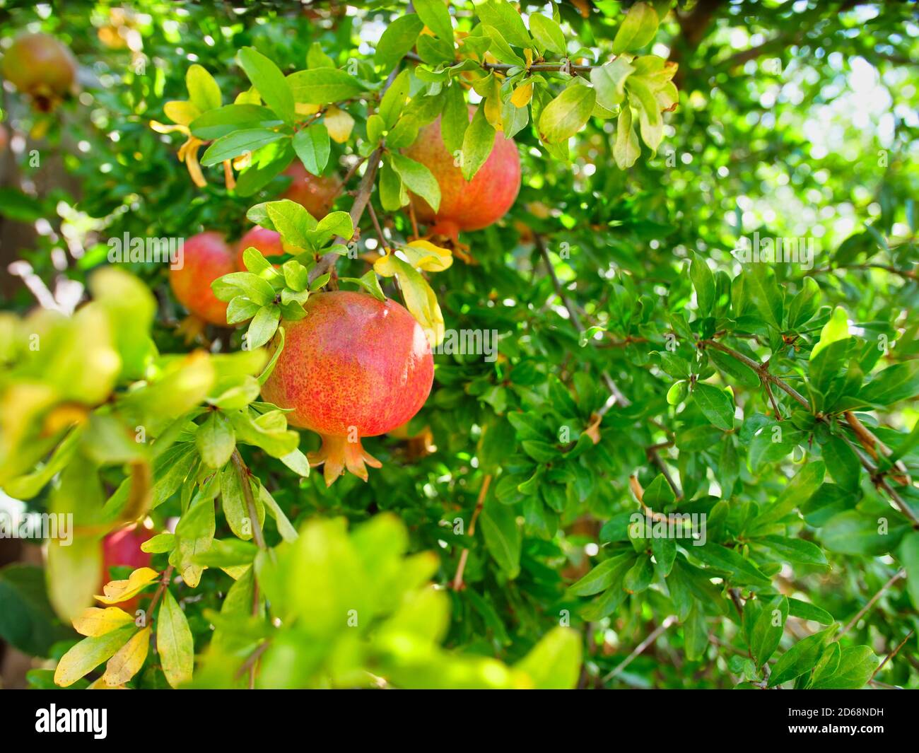Selective focus closeup of peach fruits in its tree Stock Photo - Alamy