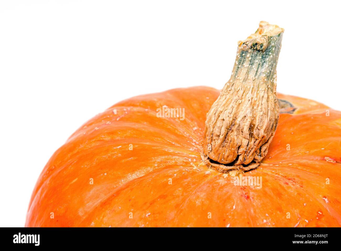 Close-up of pumpkin tail on white background, selective focus, copy space Stock Photo