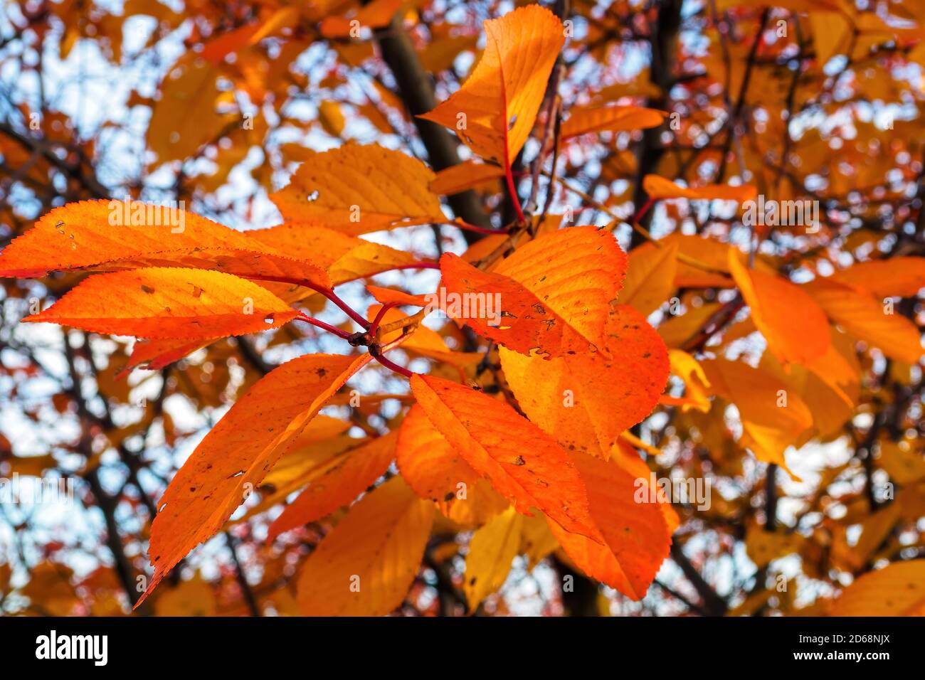 Yellow red leaves on tree branch in sunny autumn day, selective focus. Stock Photo