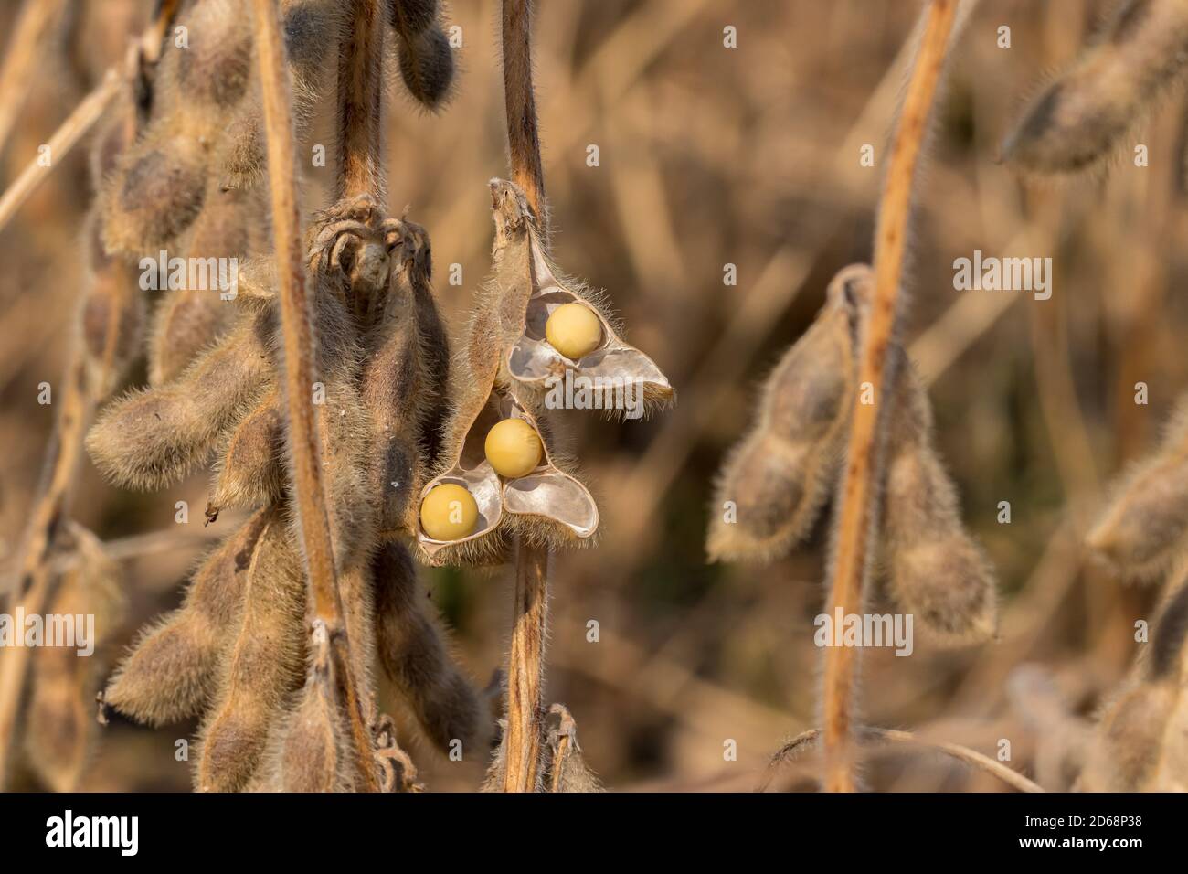 Closeup of soybean pod shattering with seed in field during harvest
