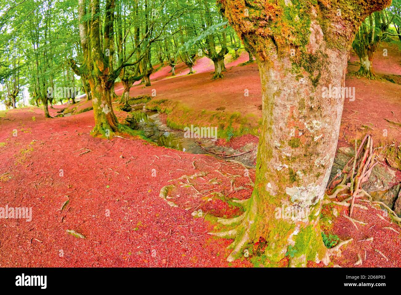 Otzarreta Beech Forest, Gorbeia Natural Park, Bizkaia, Basque Country, Spain, Europe Stock Photo