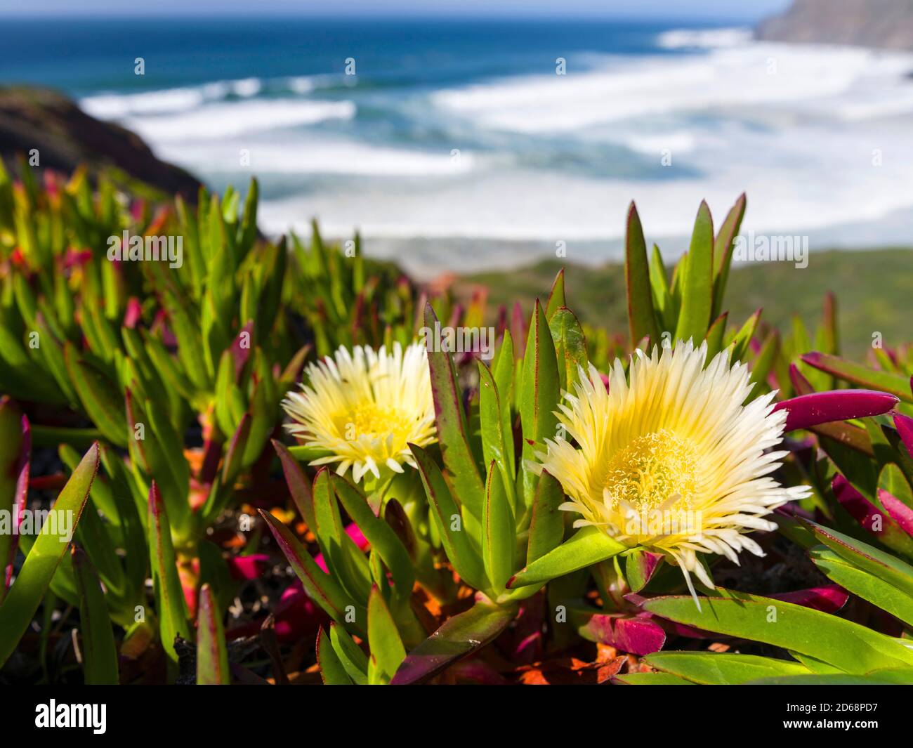 Ice plant or Hottentot-fig, highway ice pant, pigface (Carpobrotus edulis) at the  Costa Vicentina.  The coast of the Algarve during spring. It is a n Stock Photo