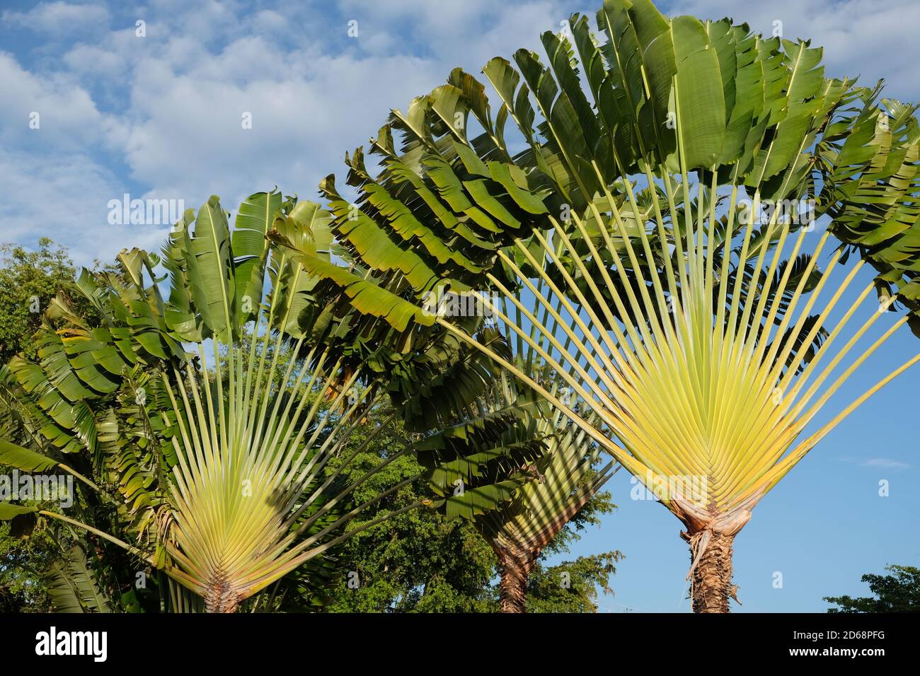 Ravenala madagascariensis hi-res stock photography and images - Alamy