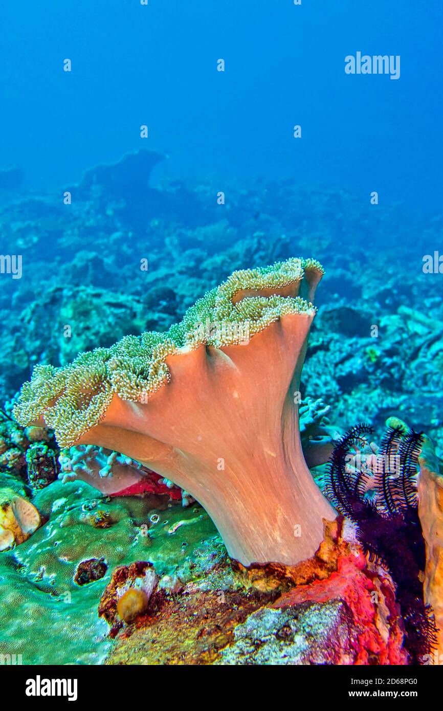 Elephant Ear Coral, Green Toadstool Coral, Leather Coral, Soft Coral, Lembeh, North Sulawesi, Indonesia, Asia Stock Photo