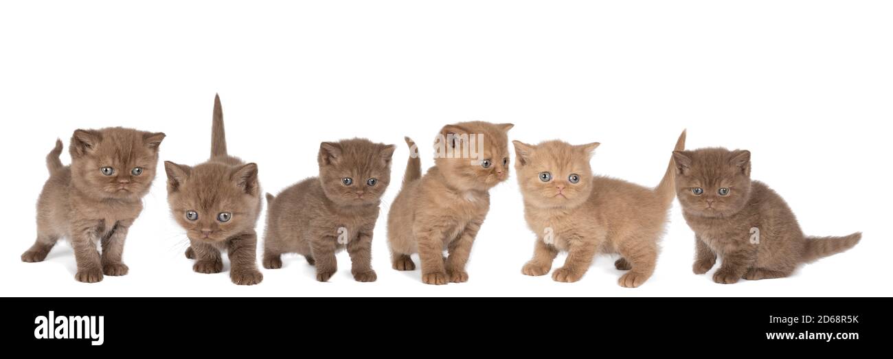 A Panorama of six little British Shorthair kittens in cinnamon and