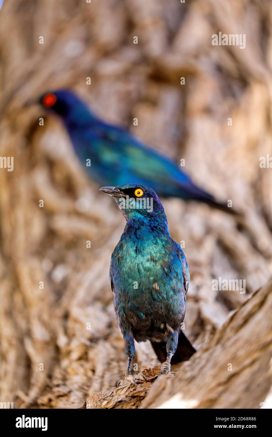 Cape Glossy Starling, Kgalagadi Transfrontier National Park, Sout Stock Photo