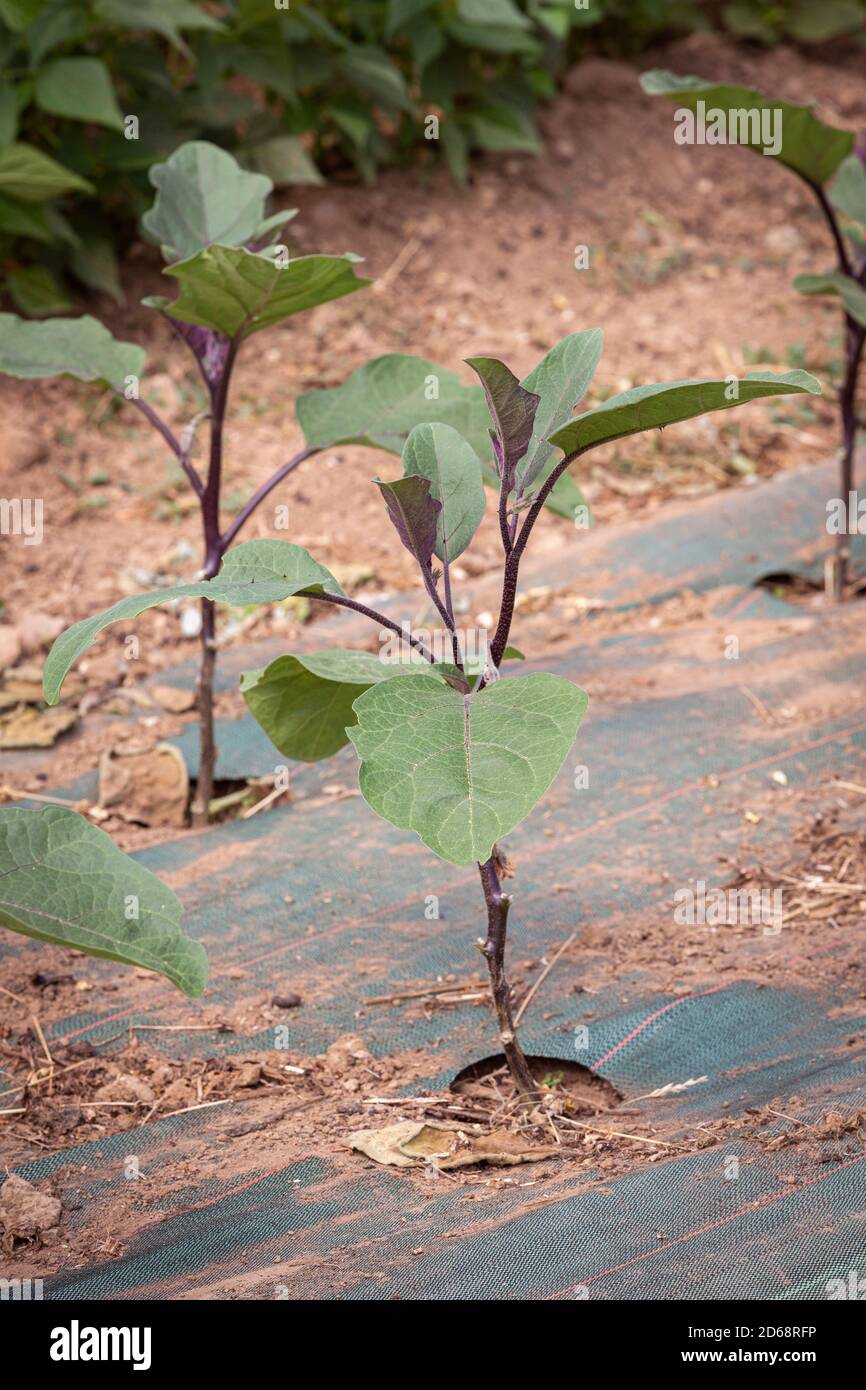 Young Eggplant (Solanum melongena) plant growing in rows indoors in a