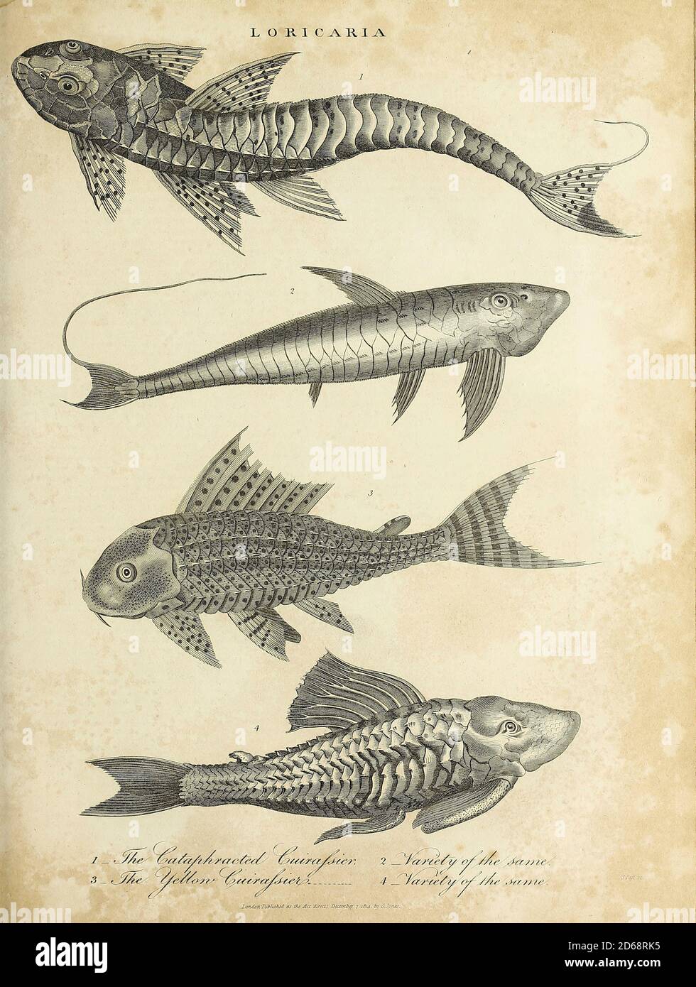 Loricaria is a genus of armored catfish native to South America. Copperplate engraving From the Encyclopaedia Londinensis or, Universal dictionary of arts, sciences, and literature; Volume XIII;  Edited by Wilkes, John. Published in London in 1815 Stock Photo