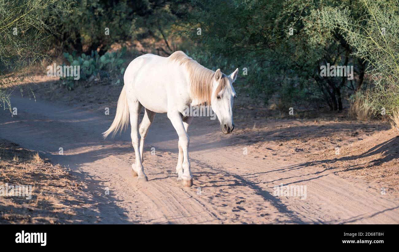 Salt River Wild Horses in Tonto National Forest near Phoenix, Arizona