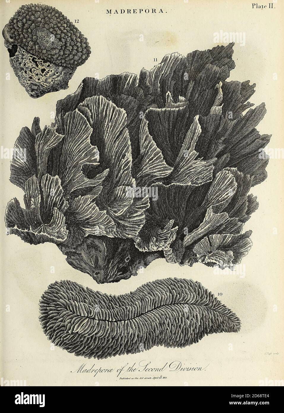 19th century illustration of Madrepora ('mother of pores') is a genus of stony corals, often found forming reefs or islands in tropical locations. The names Madrepore and Madreporaria were formerly applied universally to any stony coral of the family Scleractinia. They reproduce in three separate ways as discovered by the marine zoologist Anne Thynne (1800-1866).[2] It is commonly known as horn coral. colony is branched with small polyps in cylindrical cups separated by perforated coenosteum. Terminal polyp bear six tentacles, while lateral polyps bear tweve tentacles. Madrepora is economicall Stock Photo