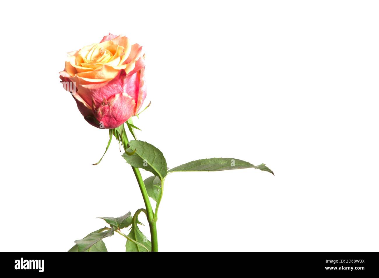 Rose flower on white background close up isolated Stock Photo - Alamy