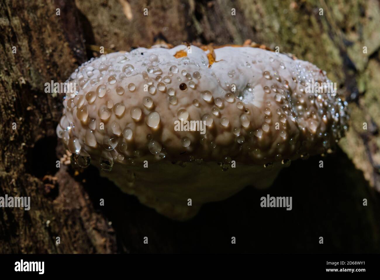 Juvenile Polypore fungi in autumn, Bialowieza Forest, Poland, Europe Stock Photo