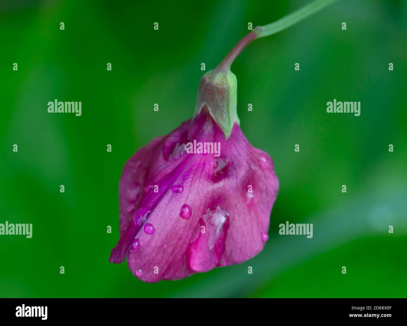 sepal and petals of purple wildflower, with raindrops on green blurred background Stock Photo