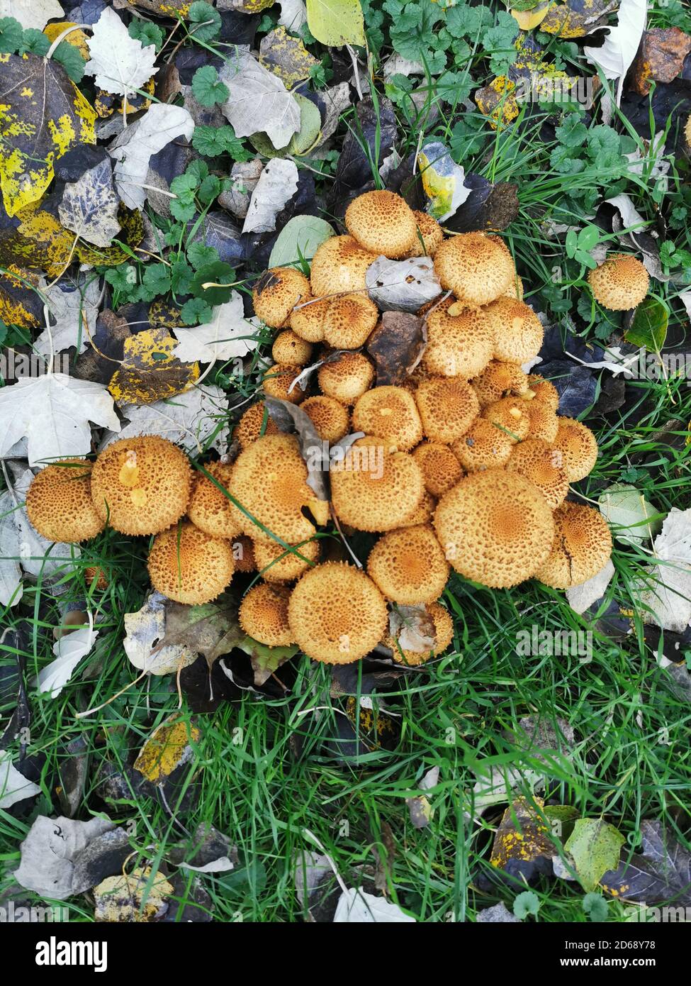 A honey fungus grew by the tree after the rain Stock Photo