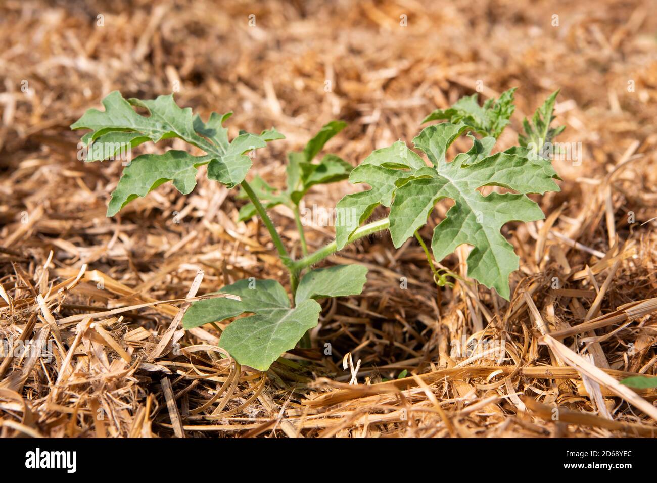 Organic small Pastèque or Watermelon plant (Citrullus lanatus) growing in a mulch bedding of straw. Stock Photo