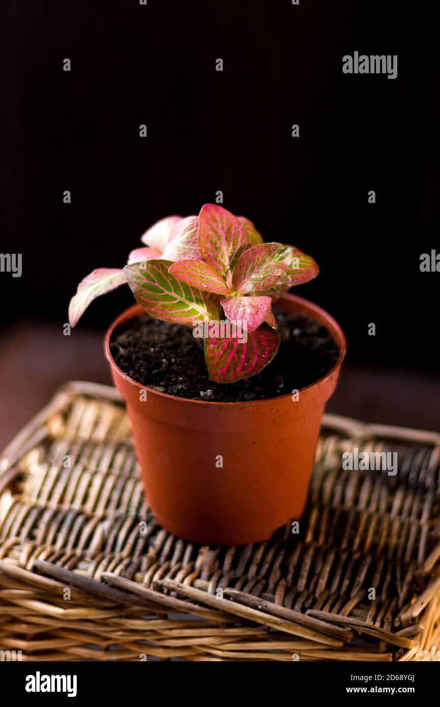 Beautiful fittonia house plant on a black background Stock Photo
