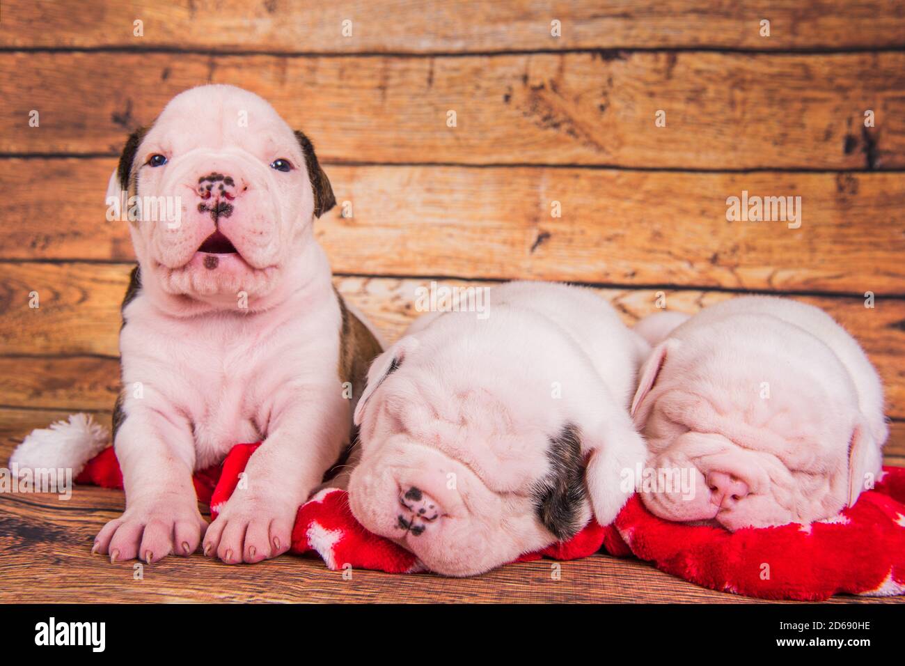 Can Dogs Sleep With Muzzles On