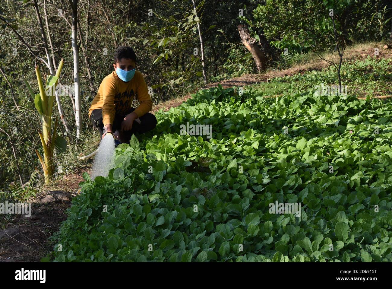 October 15, 2020, Poonch, Jammu and Kashmir, India: A boy wearing a protective mask waters plants in Mendhar of Poonch district in Jammu and Kashmir on Wednesday 15th October 2020. Due to escalation of cases in the town, people are taking precautions as per SOP. (Credit Image: © Nazim Ali KhanZUMA Wire) Stock Photo