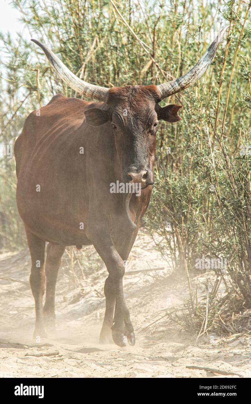 Long Horn Cow emerging from the dust on the banks of the Zambezi. Stock Photo