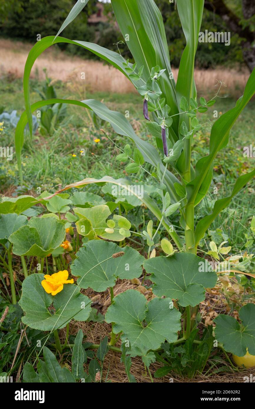 Outdoor permaculture garden with companion planting of Corn, Green