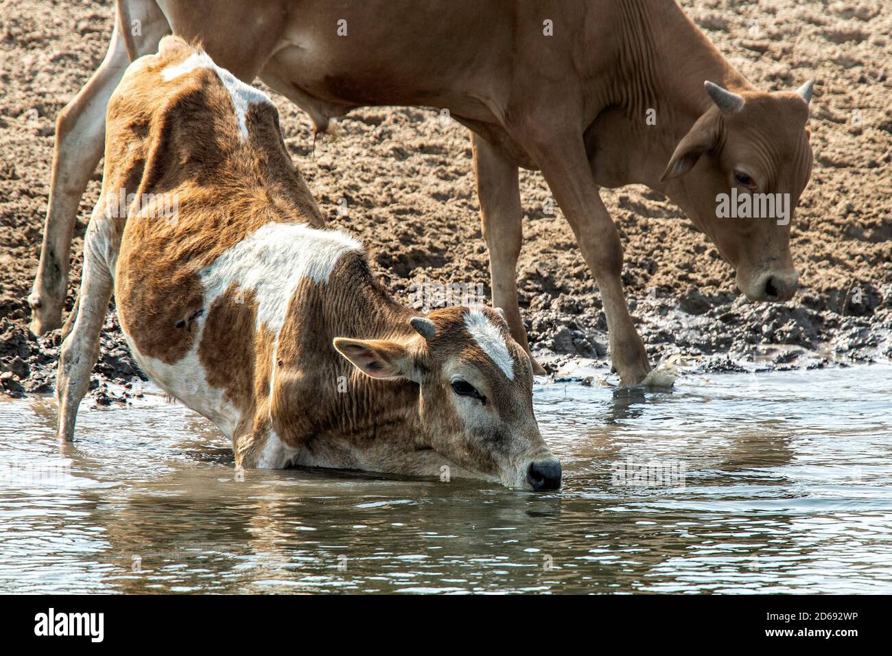 Two long horn calves drinking from the Zambezi River. Stock Photo