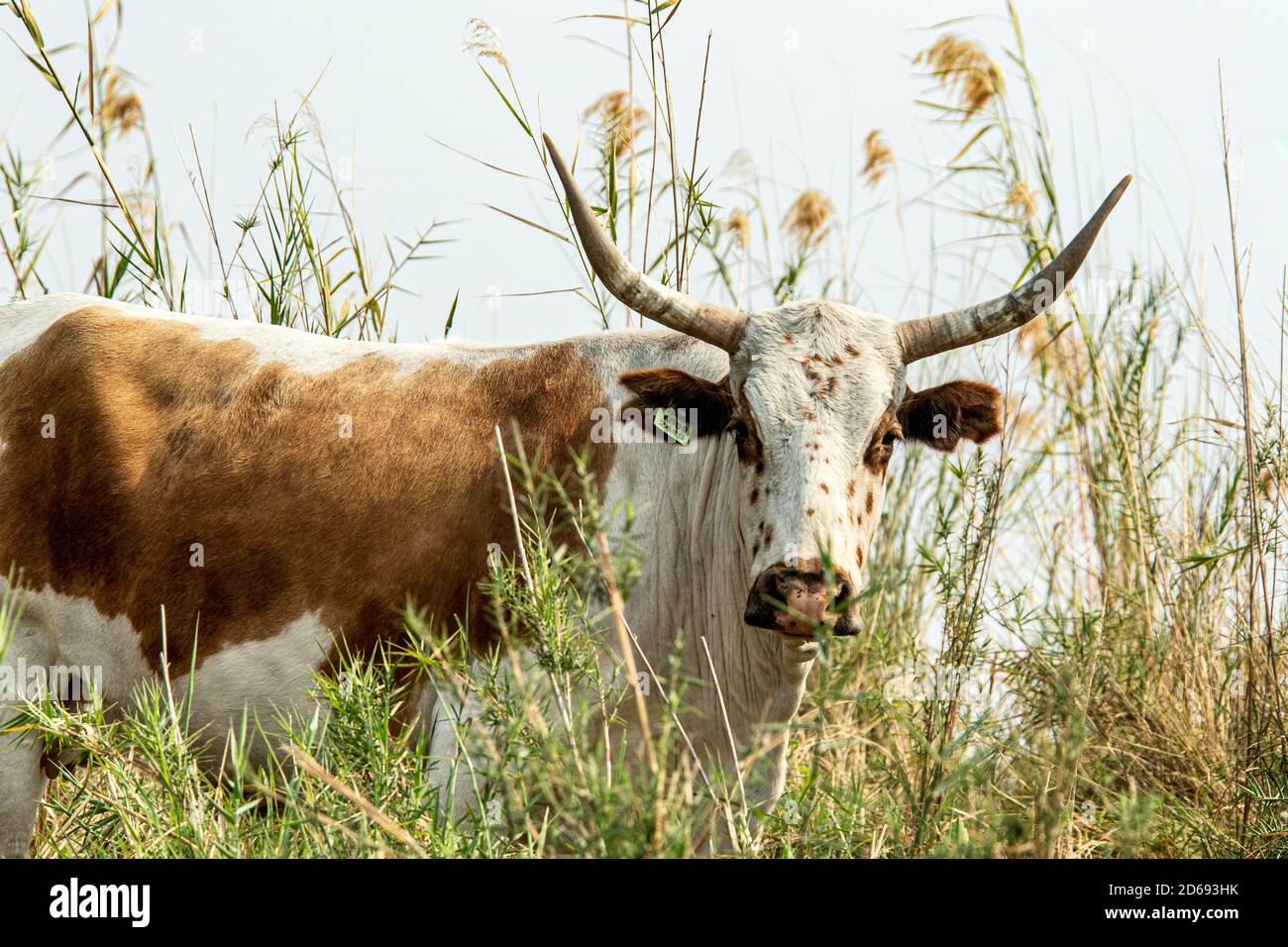 Long horn cow in the reeds and rushes of the Zambezi. Stock Photo