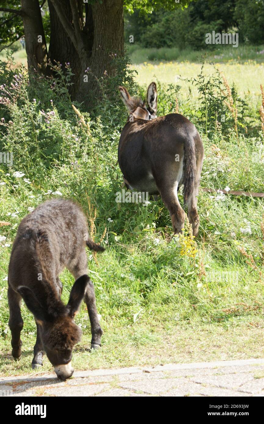 Two donkeys, mother and child, grazing under the trees in a bushy