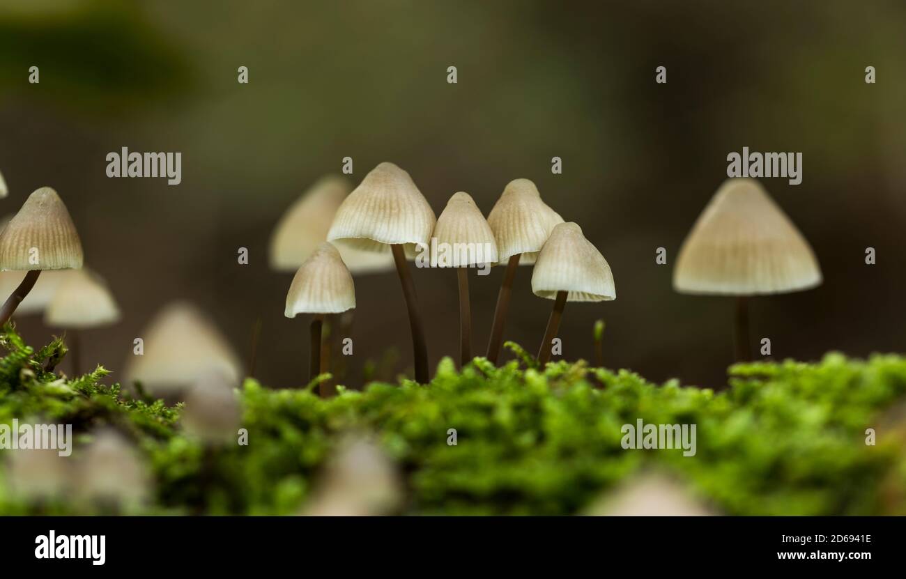 the fungus mycena arcangeliana in the forest in holland Stock Photo