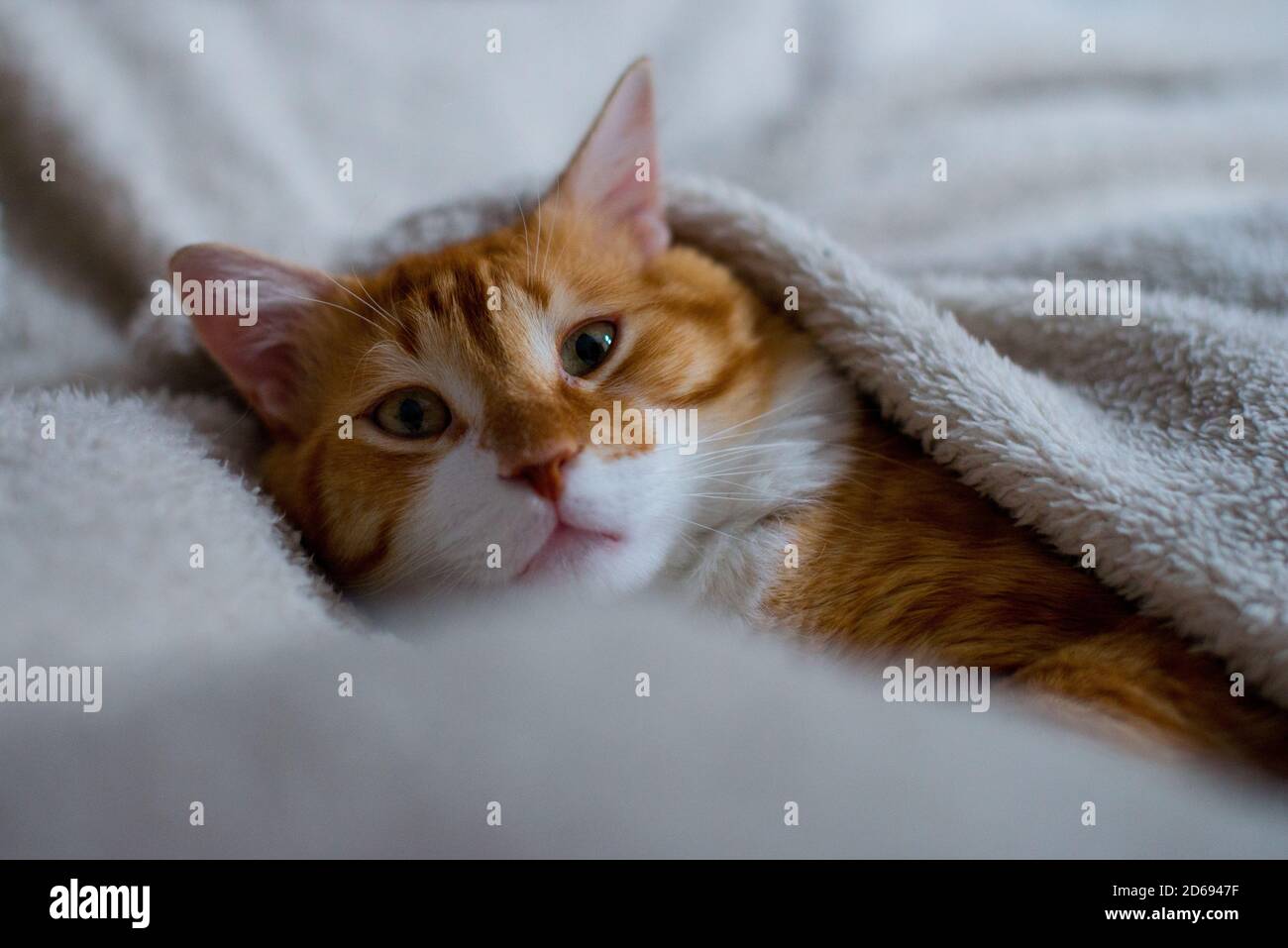 The ginger cat sleeps in a white fluffy blanket. The ginger kitten is