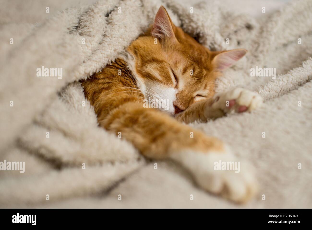 The ginger cat sleeps in a white fluffy blanket. The ginger kitten is resting. A cozy home, autumn mood, a fluffy cat. Sleeping ginger cat. Fluffy pet Stock Photo