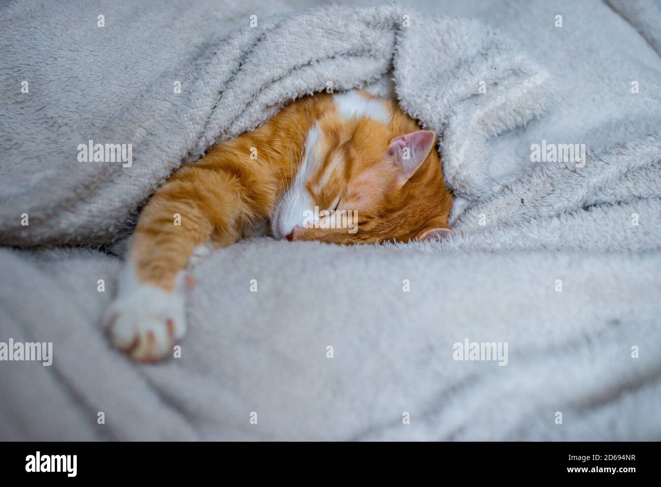 The Ginger Cat Sleeps In A White Fluffy Blanket. The Ginger Kitten Is ...