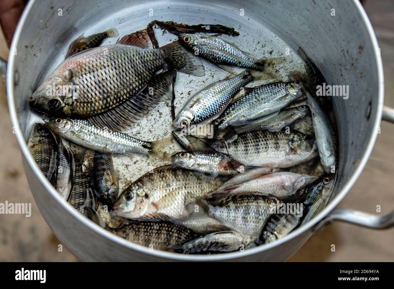 Fish africa in trap hi-res stock photography and images - Alamy