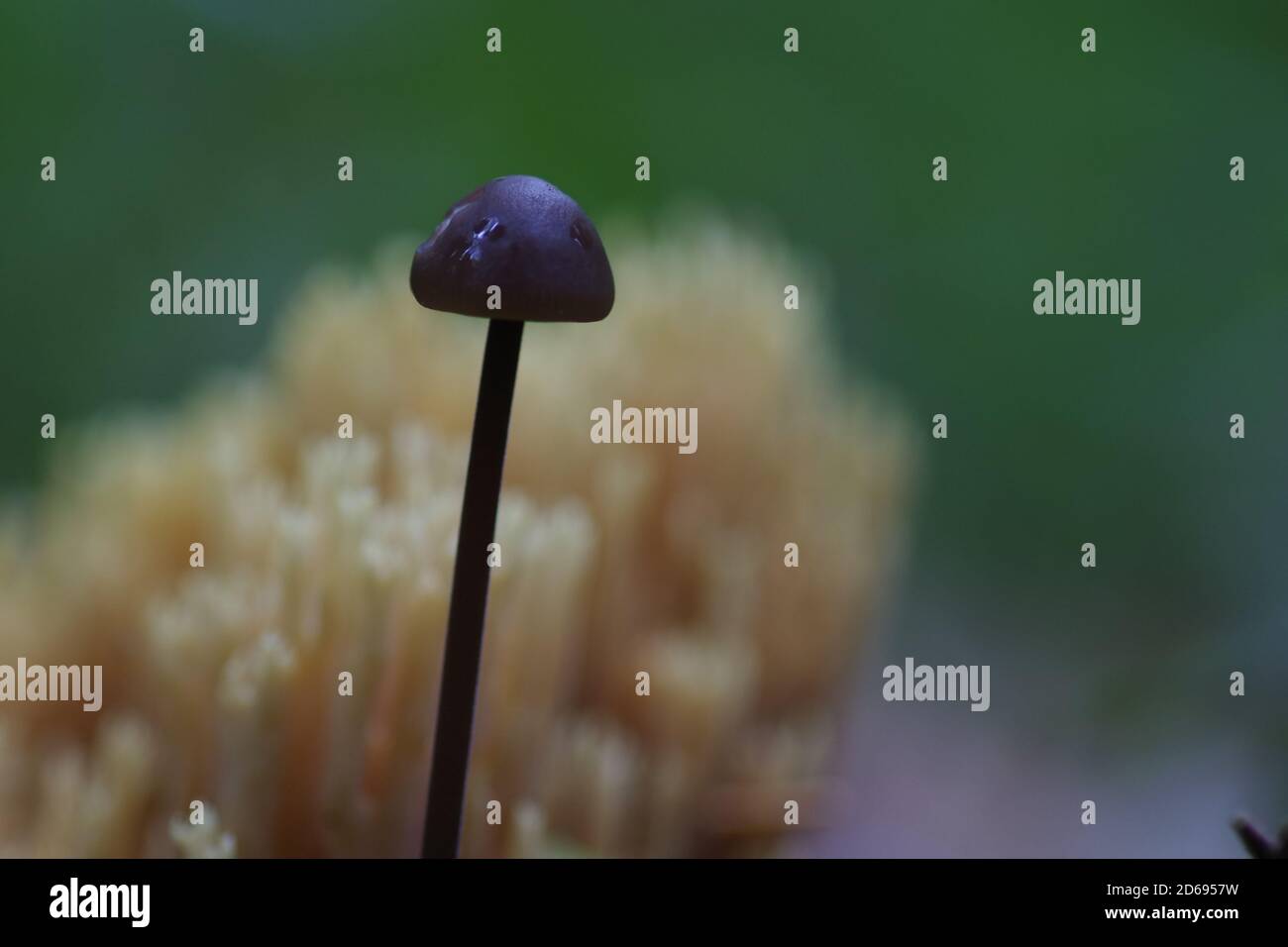 Closeup shot of wild mushrooms in the forest Stock Photo - Alamy