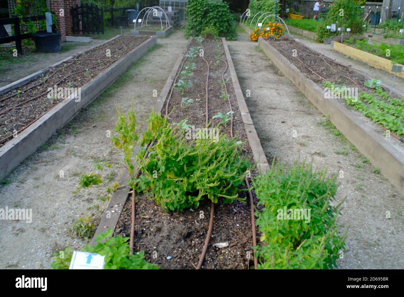 Urban Garden, Denmark Vesey, Produce, Flowers, Halloween, Decorations, Garden Paths, and More! Stock Photo