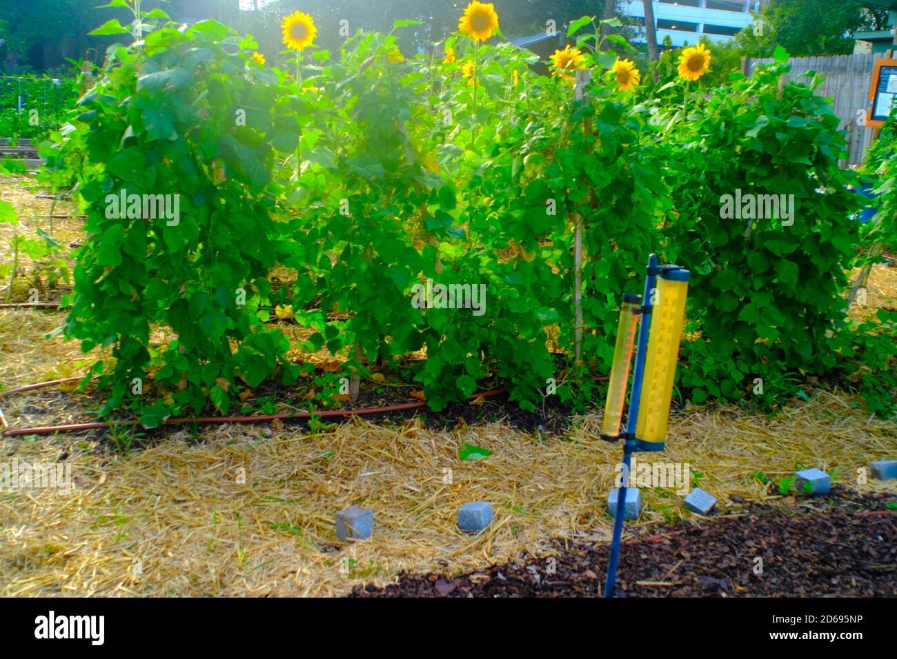 Urban Garden, Denmark Vesey, Produce, Flowers, Halloween, Decorations, Garden Paths, and More! Stock Photo