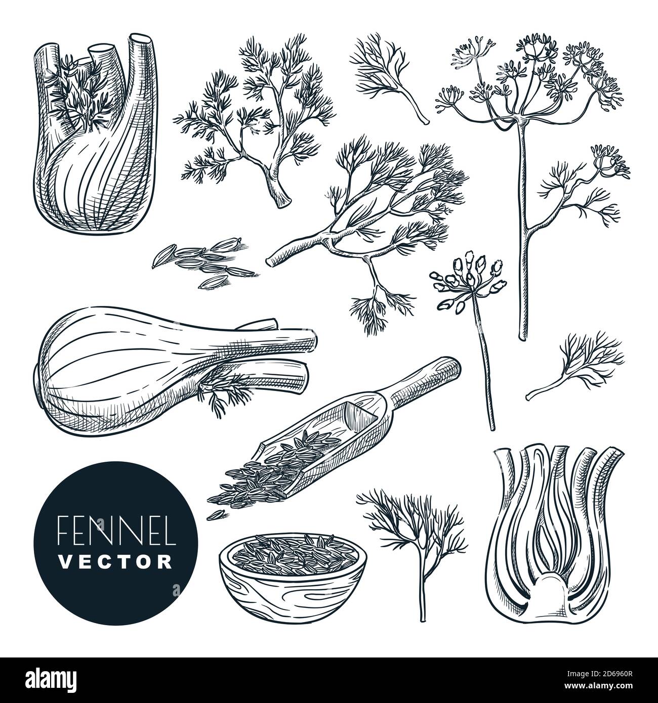 Fennel Stock Vector Images Alamy
