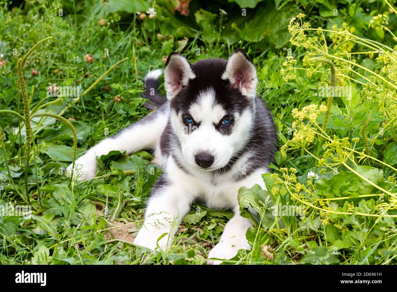 Husky Puppy With Blue Eyes Lying On The Green Grass Stock Photo Alamy