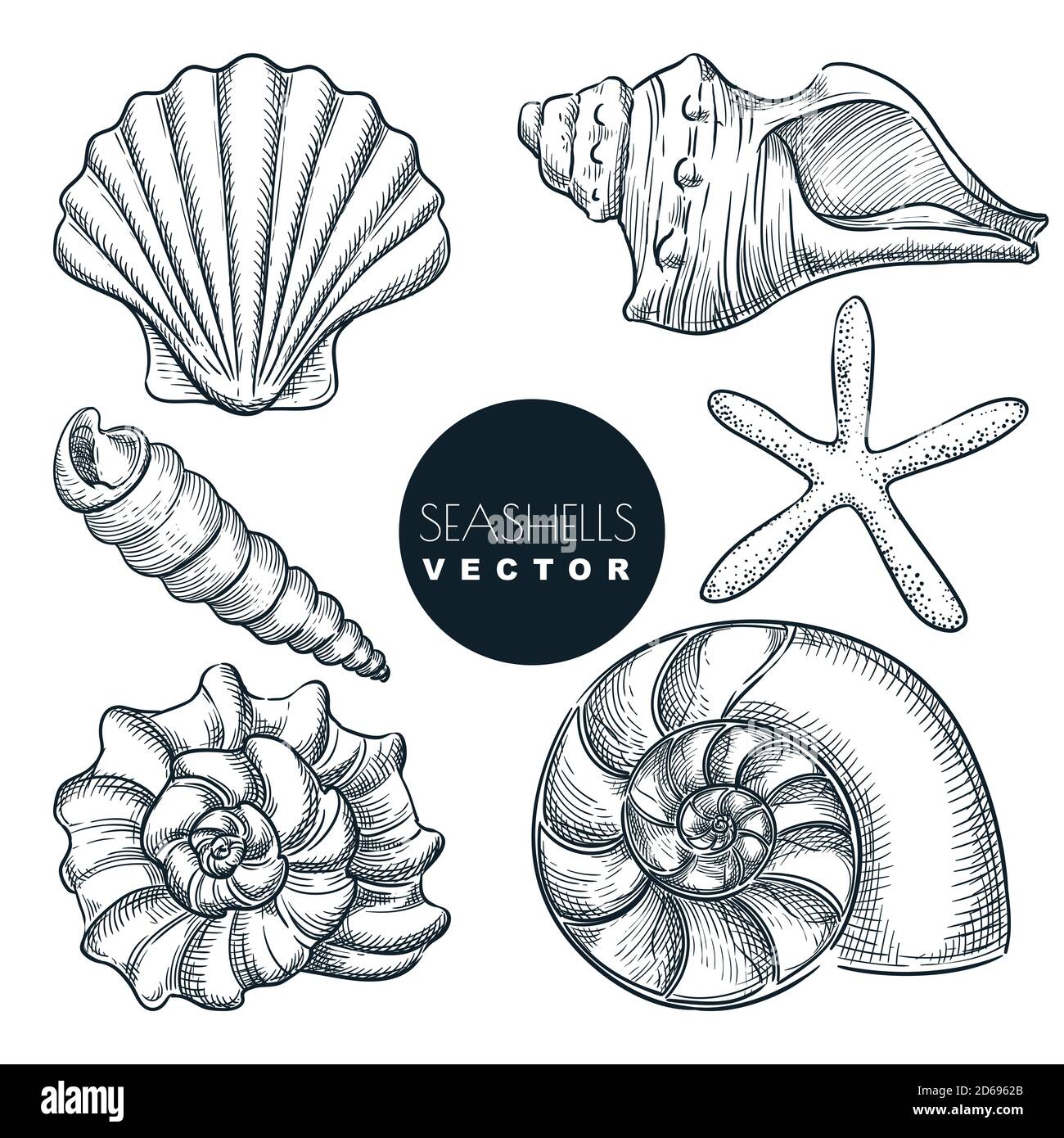 Seashells collection. Vector hand drawn sketch illustration
