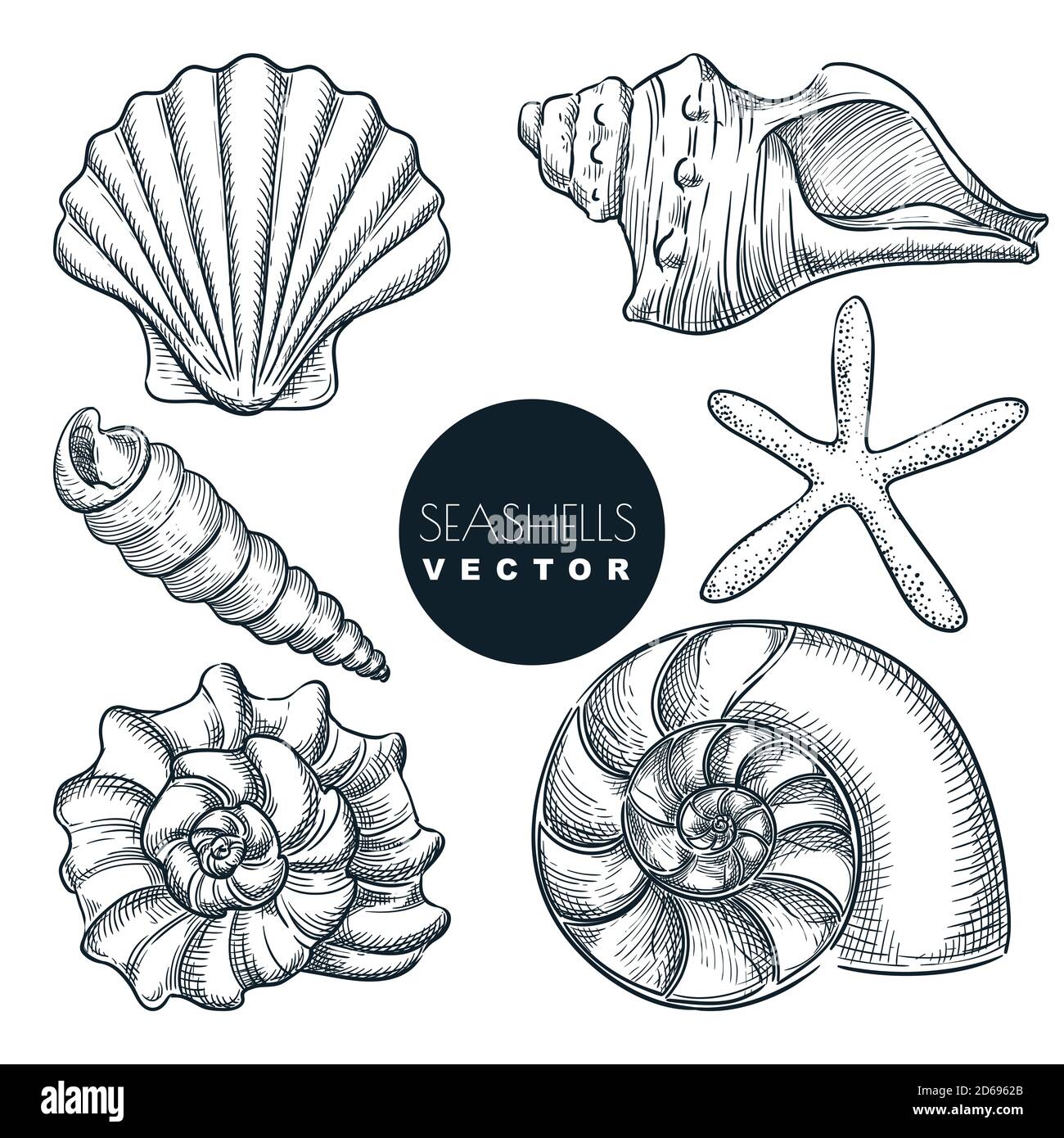 Vintage Oyster Illustration Stock Vector Images Alamy