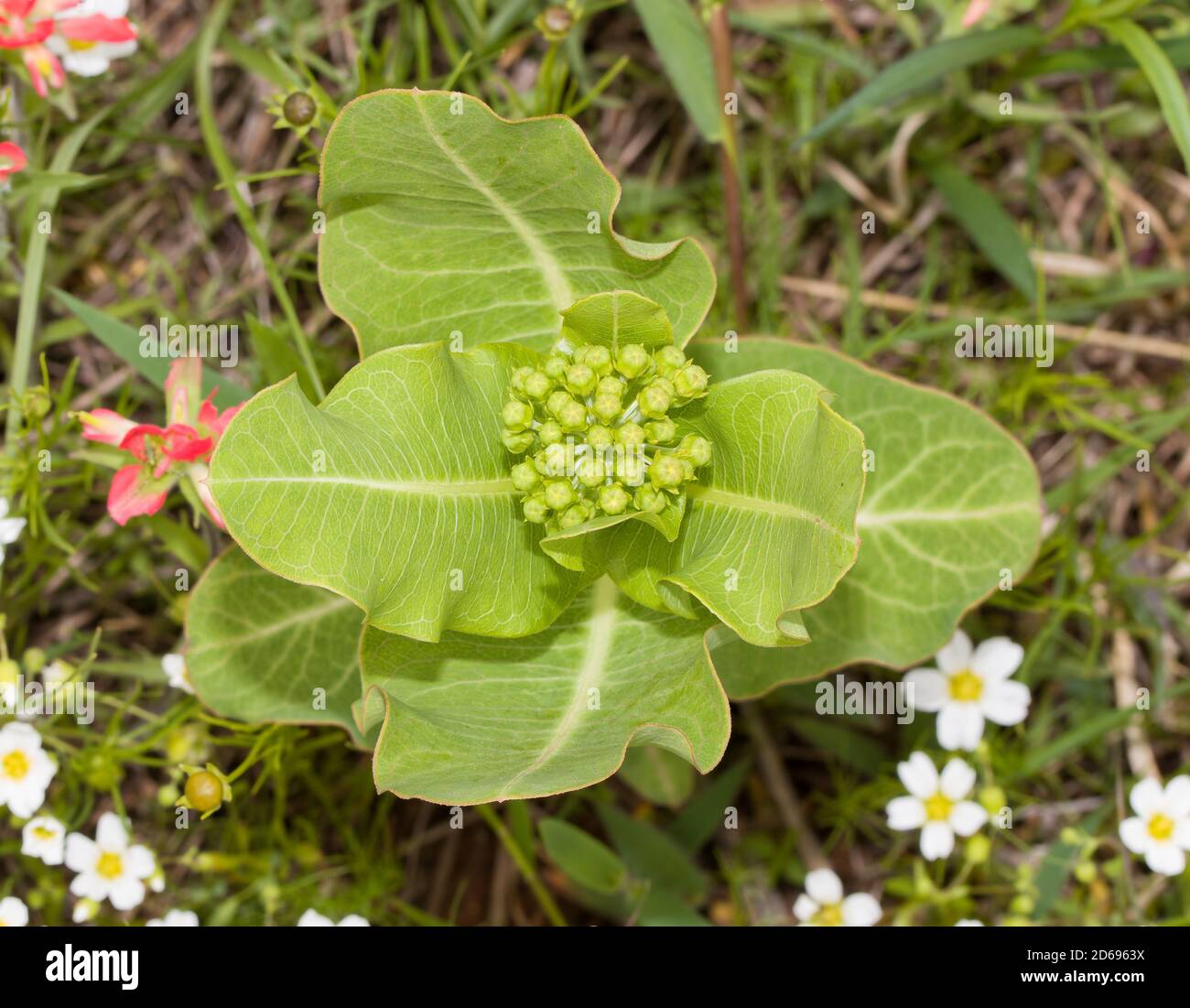 Top view of Broadleaf milkweed, Asclepias latifolia, a native wildflower and a host for Monarch butterfly caterpillars Stock Photo