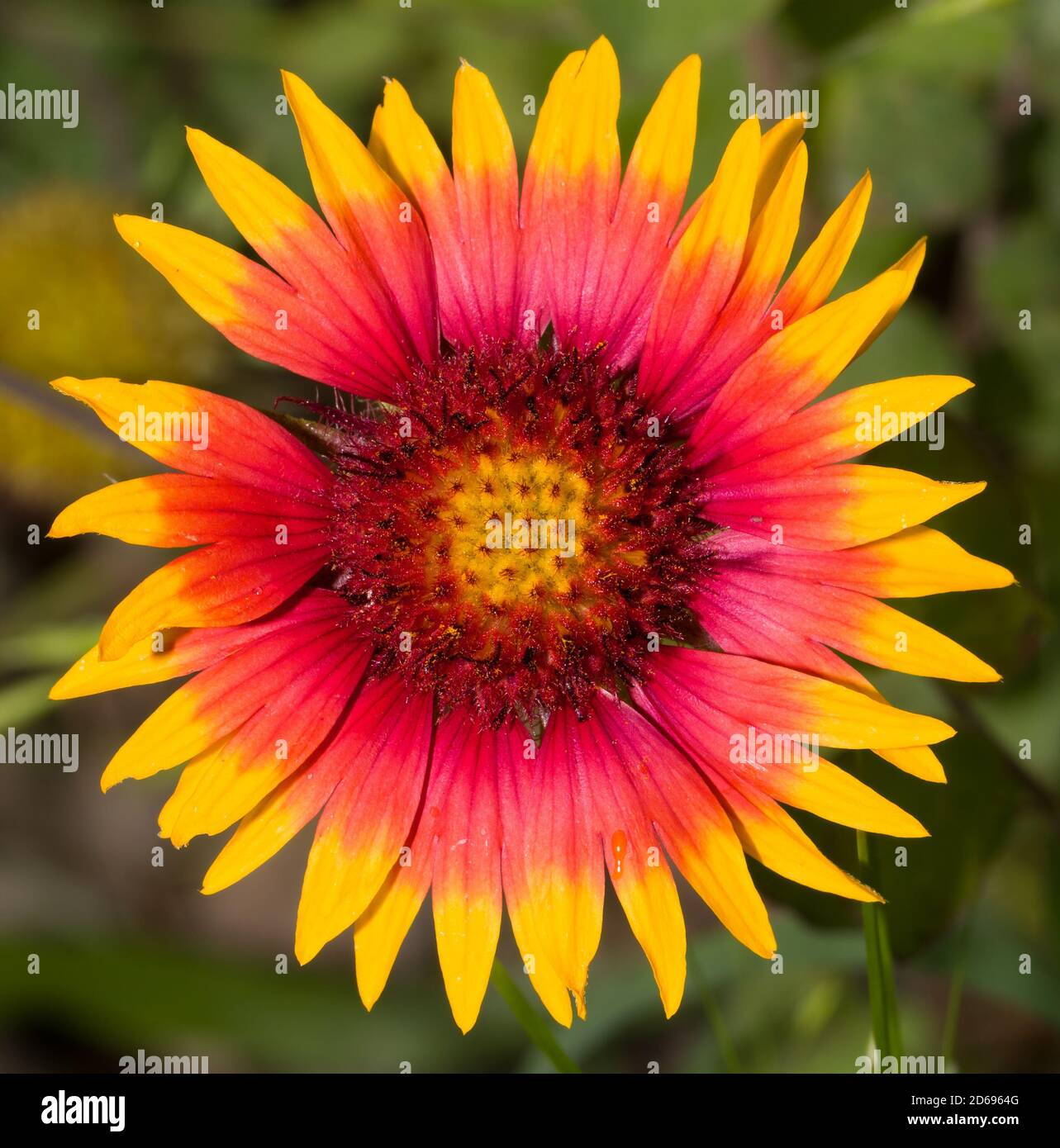 Macro of a brilliant pink, orange and yellow Indian Blanketflower blooming in a summer meadow Stock Photo