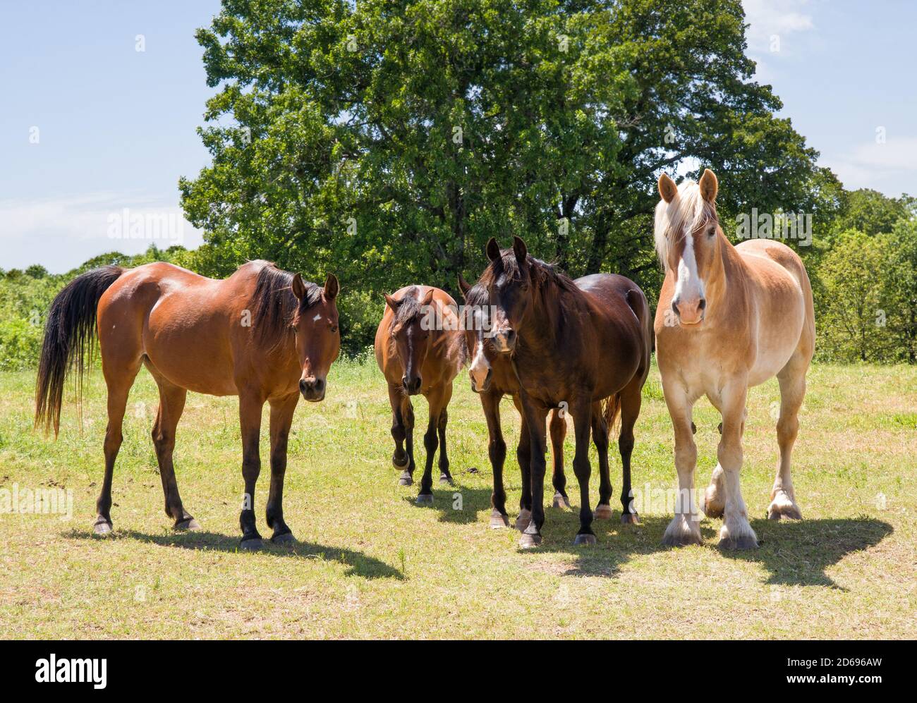 Herd of horses standing in pasture, facing the viewer, on a sunny spring day Stock Photo