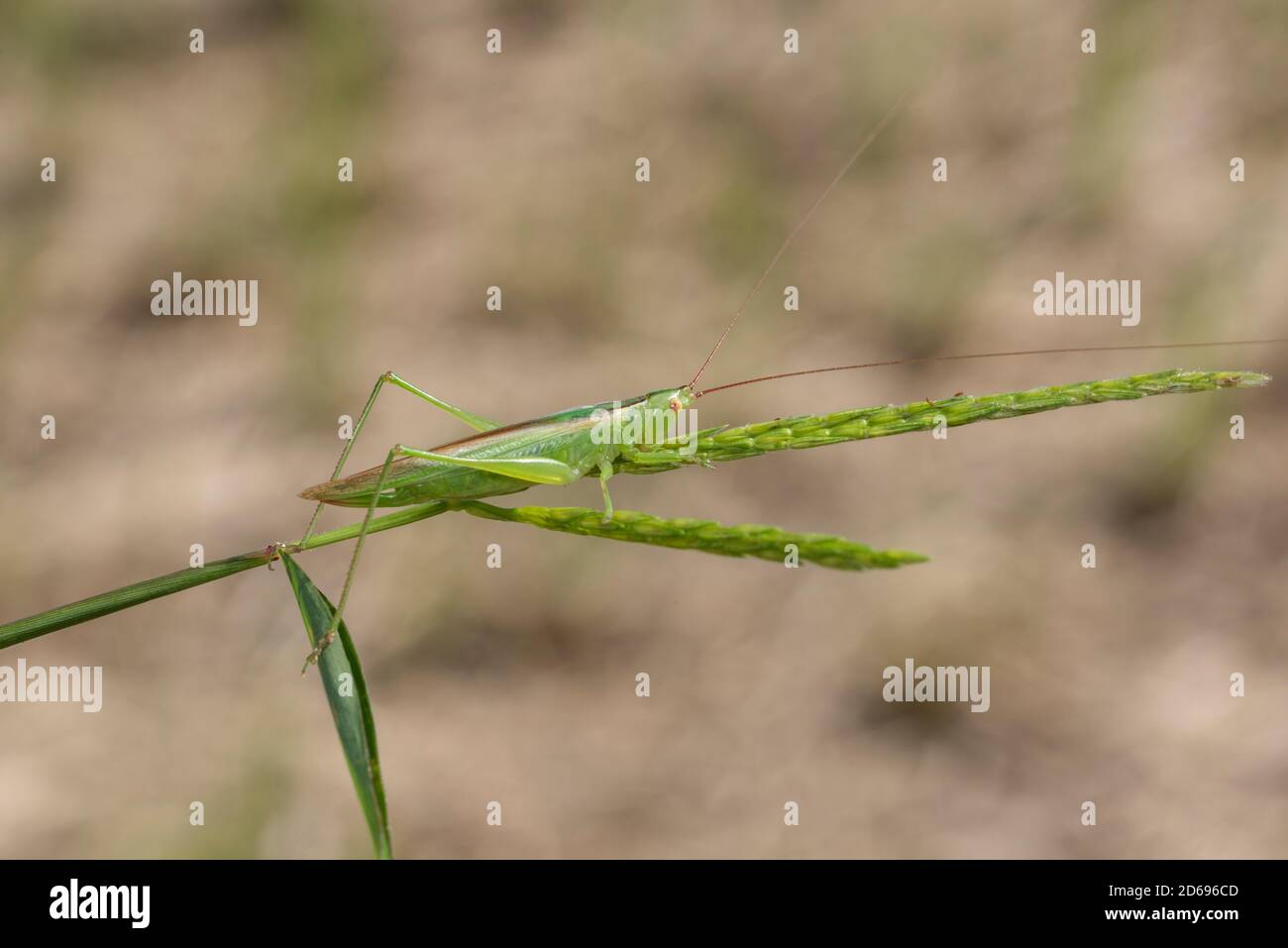 Conocephalus chinensis hires stock photography and images Alamy